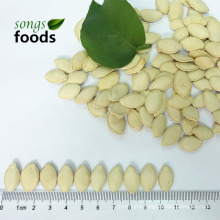 Hot Sale Shineskin Pumpkin Seeds From China Supplier